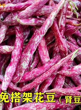 花豆种子矮生雀蛋豆凤豆荷包豆籽