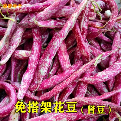 花豆种子矮生雀蛋豆凤豆荷包豆籽