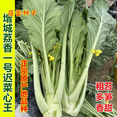 正宗增城迟菜心种子广东高脚甜菜心白菜苔籽抗寒秋季高产蔬菜种孑