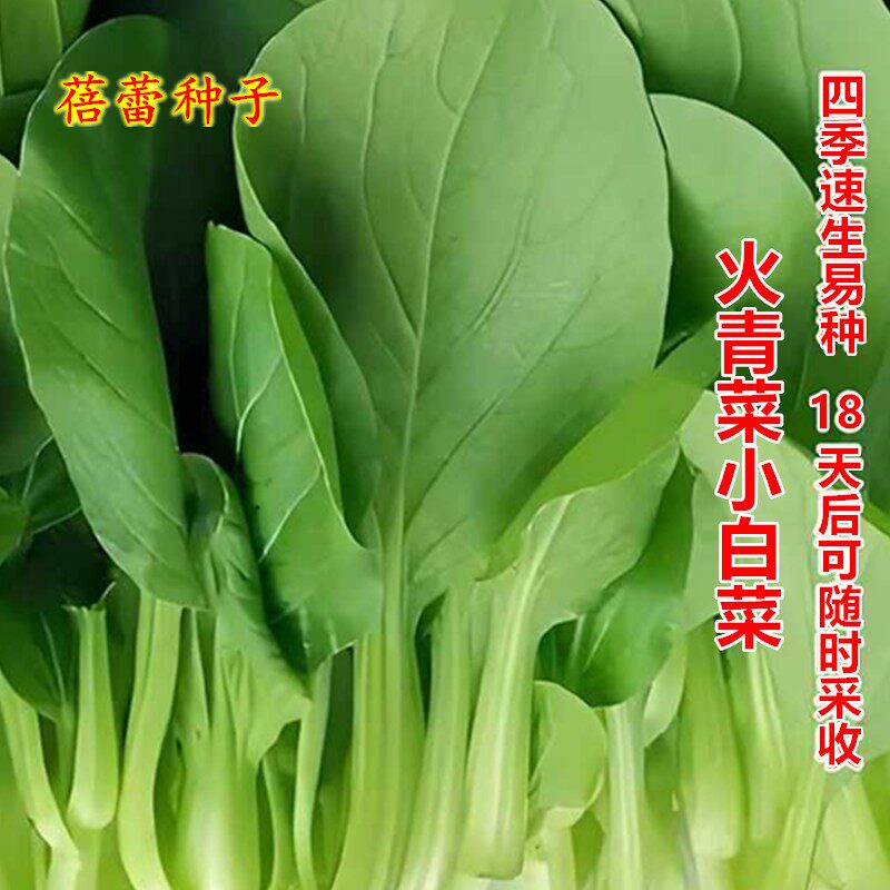 火青菜种子四季小白菜油嫩青梗菜籽抗热速生快大菜园盆栽蔬菜种孑 - 实物图