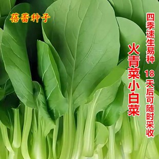 火青菜种子四季小白菜油嫩青梗菜籽抗热速生快大菜园盆栽蔬菜种孑