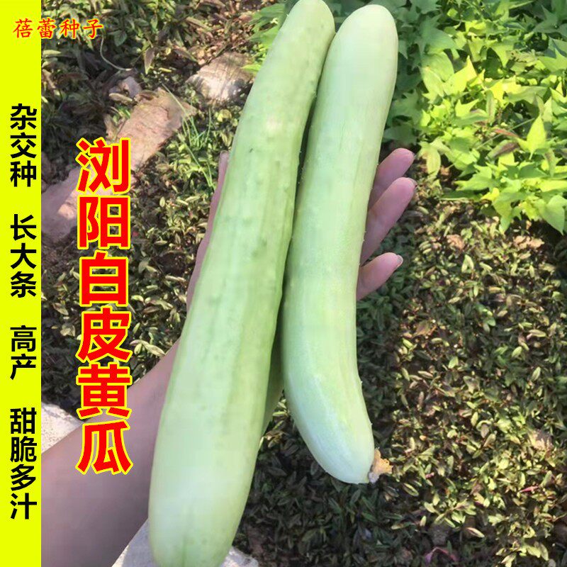 浏阳白皮黄瓜种子苗甜脆水果白瓜特长青瓜种籽春秋季四季阳台种孑