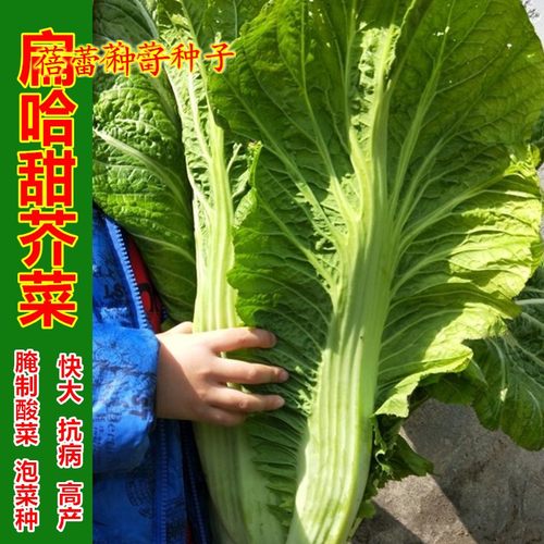 扁哈甜芥菜种子秋季厚肉大芥酸菜