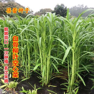 四季白梗柳叶空心菜种子脆嫩通菜翁菜泰国蕹菜尖叶青菜籽蔬菜苗孑