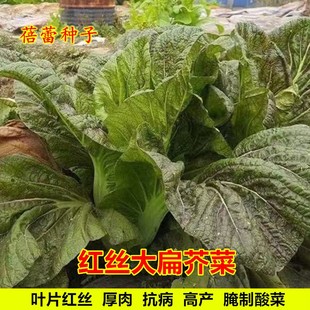 红丝大扁芥菜种籽扁哈宽帮青菜大叶芥菜种子酸菜高产秋季蔬菜种孑