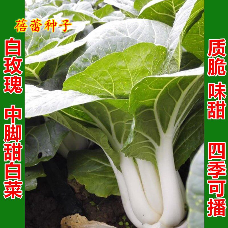 白玫瑰小白菜种子奶白菜中脚白梗菜农家菜种秋冬阳台四季蔬菜种孑