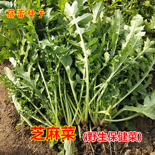 芝麻菜种子籽春秋季播种臭菜瓢儿菜野菜种籽阳台盆栽四季蔬菜种孑