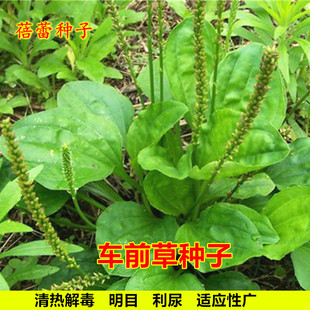 车前草种籽车前子种子蛤蟆叶清热利尿春秋四季阳台盆栽草药材种孑