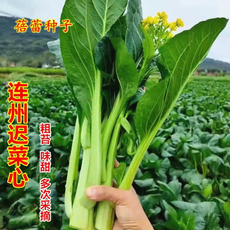 连州菜心种籽子广东白菜苔种籽四季青菜籽高产春秋季阳台蔬菜种孑