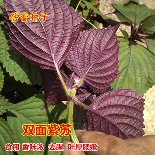 单面紫苏种子四季香叶回回苏食用沙拉去腥苏叶菜籽阳台蔬菜种籽孑
