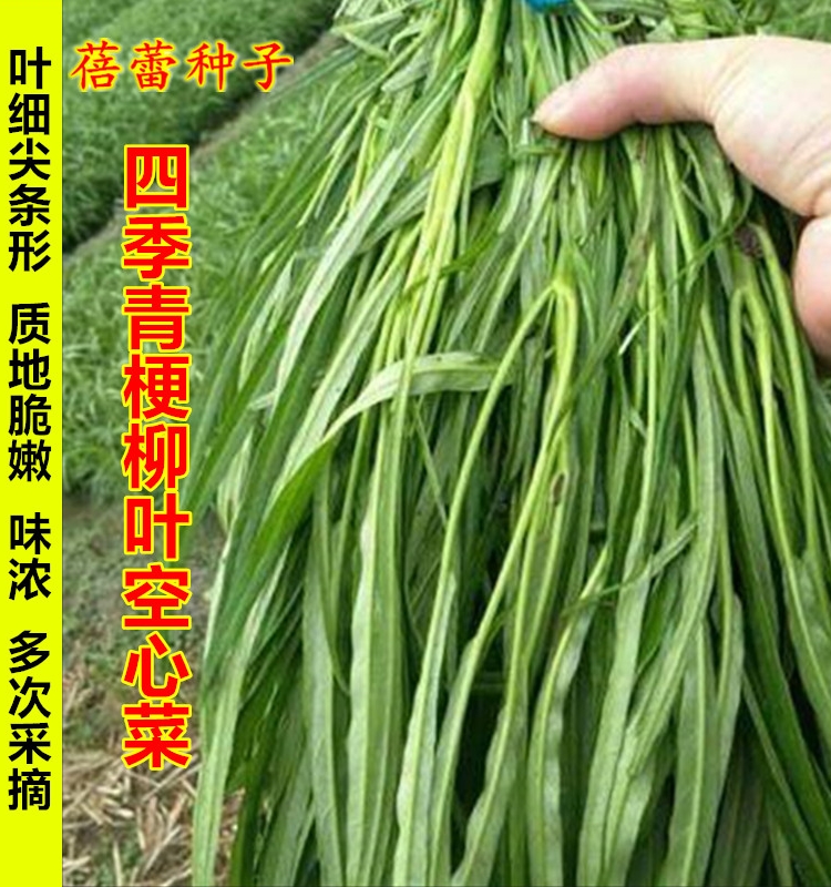 四季青梗柳叶空心菜种子苗脆嫩蕹菜翁菜通心菜春秋季蔬菜种籽孑-封面