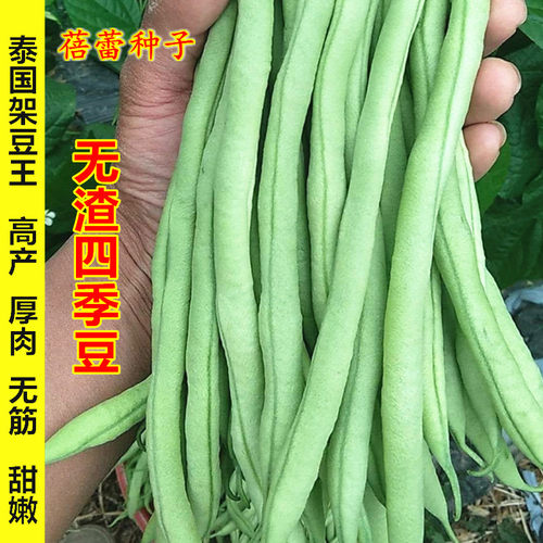 无渣四季豆种子高产厚肉无筋蔬菜