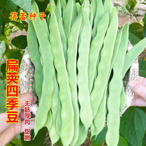 扁荚四季豆种子早熟无筋扁芸豆籽