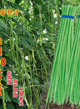 华赣长豆角种子种籽高产特长青豇豆种籽庭院菜园春秋季播蔬菜种孑