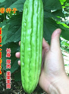 海南大肉苦瓜种子杂交长绿苦瓜丰产厚肉凉瓜籽大田菜园爬藤蔬菜孑
