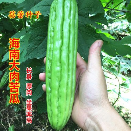 海南大肉苦瓜种子杂交长绿苦瓜丰产厚肉凉瓜籽大田菜园爬藤蔬菜孑