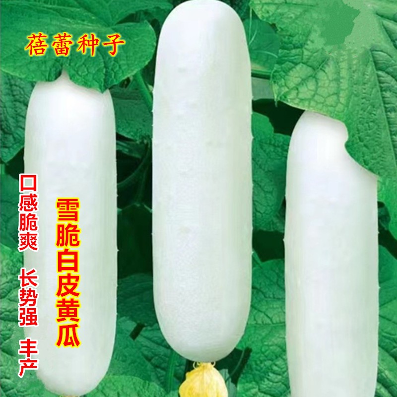 雪脆白皮黄瓜种子甜脆水果白瓜特大青瓜春秋季四季瓜果蔬菜种籽孑