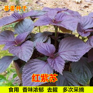 紫苏种籽种子水升麻红苏野菜食用香料阳台盆栽春秋四季蔬菜种孑籽