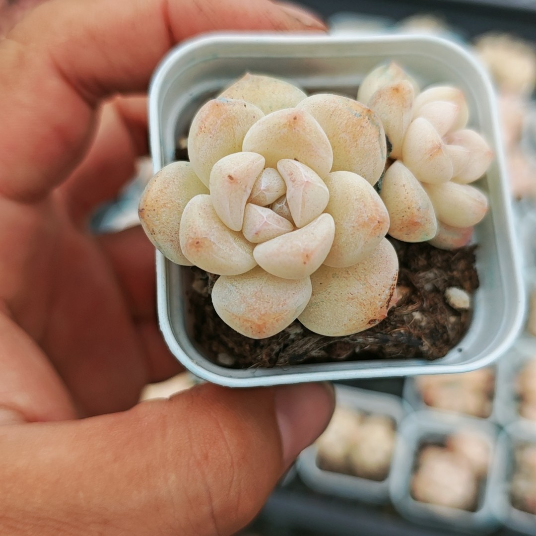 白冰玉,鲜花速递/花卉仿真/绿植园艺,多肉植物,淘宝优惠券,粉丝福利购,淘宝优惠卷