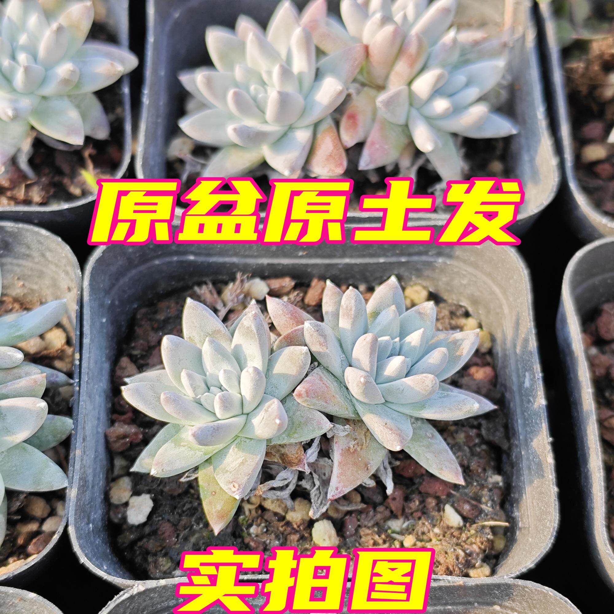 白菊 控养仙女杯多肉植物 皮实好养活懒人植物带盆土发货