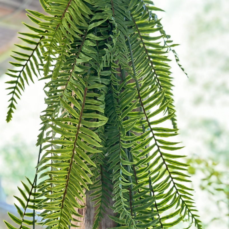 壁挂绿植西欧塑料波斯草