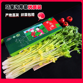 包邮 平度马家沟芹菜山东青岛特产大叶黄玻璃脆家庭装 新鲜蔬菜