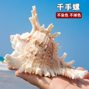 天然海螺贝壳小中号千手螺鱼缸水族造景装饰寄居蟹替换壳家居摆件
