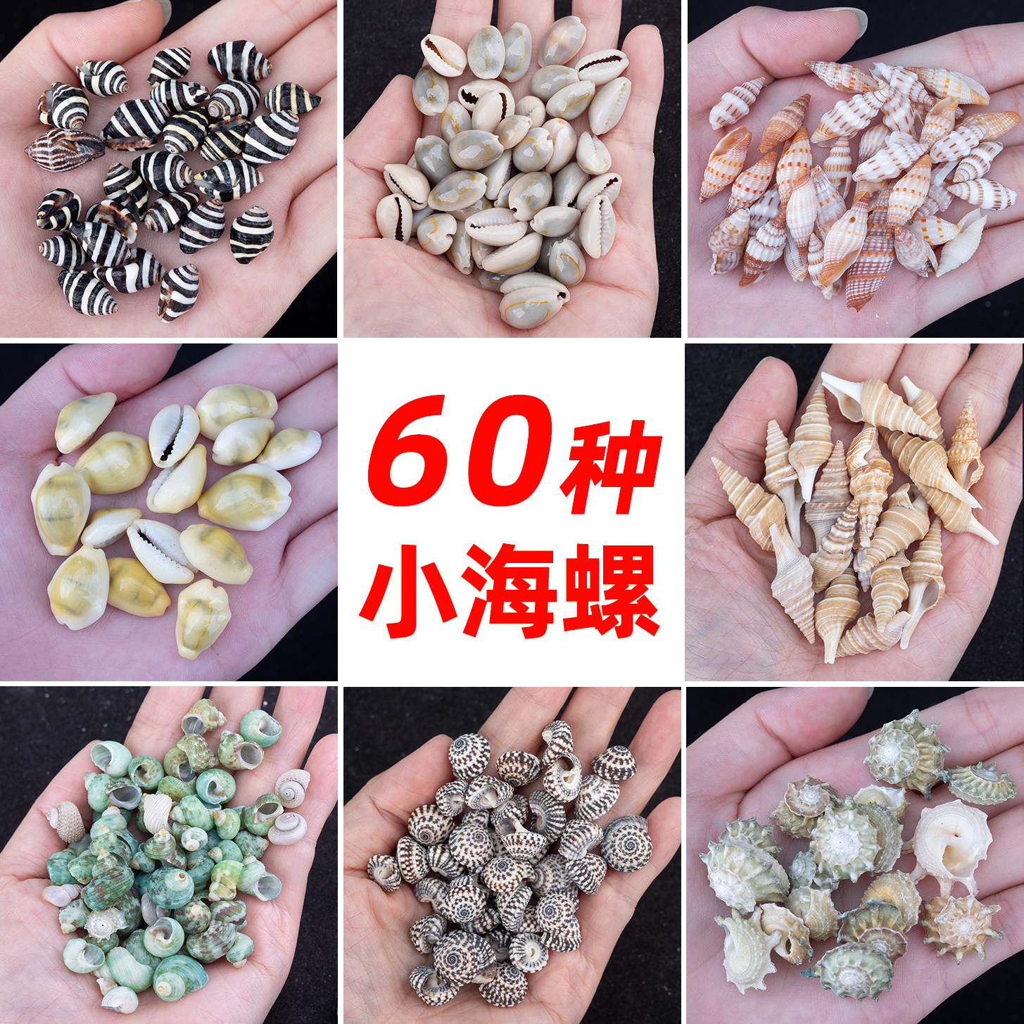 天然迷你海螺贝壳海星许愿瓶装饰套装水族造景贴墙橱窗设计道具,家居饰品,海螺/贝壳/珊瑚,淘宝优惠券,粉丝福利购,淘宝优惠卷