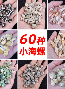 天然迷你海螺贝壳海星许愿瓶