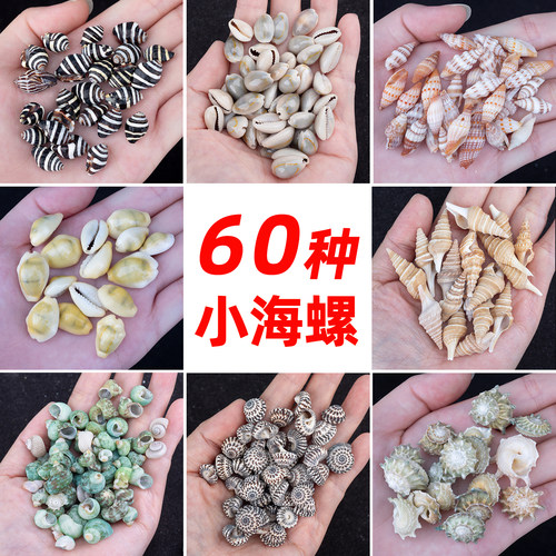 天然迷你海螺贝壳海星许愿瓶
