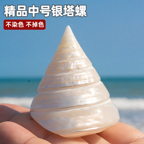 天然海螺贝壳去皮马蹄螺银塔螺鱼缸造景水族箱装饰标本螺摆件饰品 - 封面