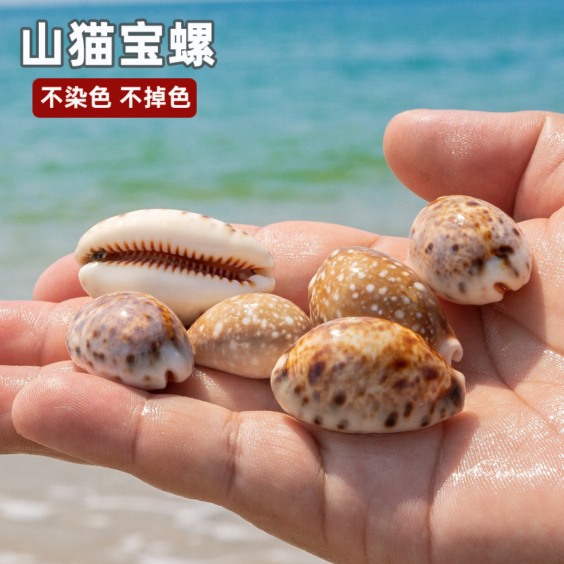 天然海螺贝壳山猫宝螺手工diy相框礼品微景观造景装饰礼品图片