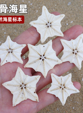 天然龙骨海星五角星贝壳标本