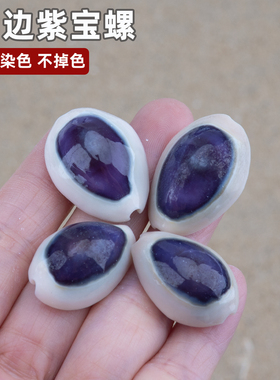 天然海螺贝壳白边紫心宝螺
