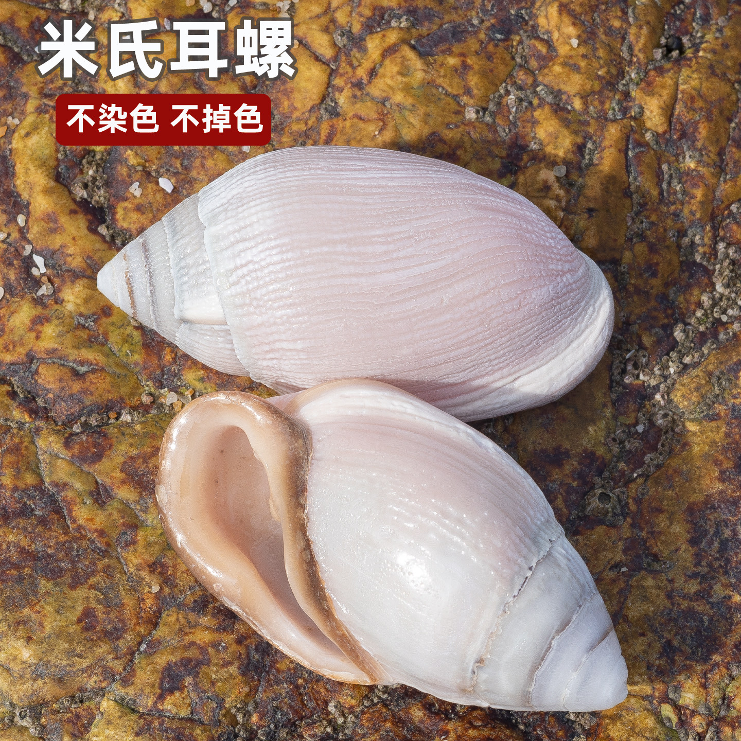 天然真海螺贝壳米氏耳螺粉耳螺稀有海螺收藏鱼缸造景装饰摆件把玩,家居饰品,海螺/贝壳/珊瑚,淘宝优惠券,粉丝福利购,淘宝优惠卷