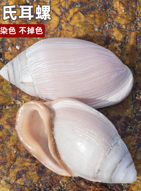 天然真海螺贝壳米氏耳螺粉耳螺稀有海螺收藏鱼缸造景装饰摆件把玩