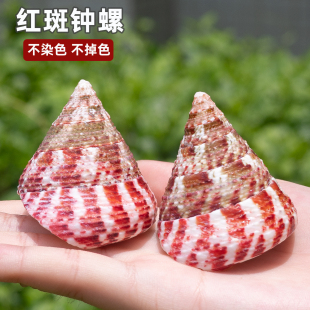 天然真海螺贝壳红斑钟螺红塔螺鱼缸水族造景摄影道具家居装饰摆件