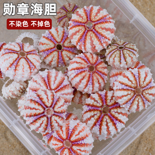 天然海螺贝壳勋章海胆壳标本收藏海胆灯配件家居创意空气凤梨盆栽