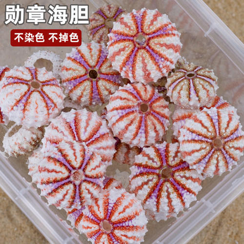 天然海螺贝壳勋章海胆壳标本