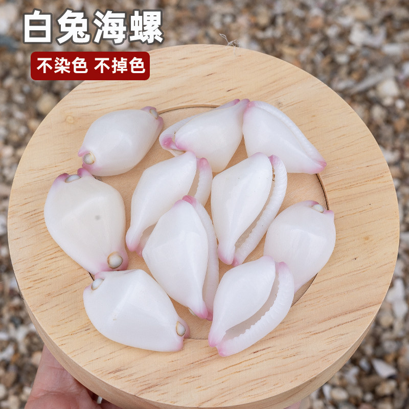 天然真海螺贝壳白兔海螺白玉兔螺宝螺鱼缸装饰微景观造景标本礼物图片