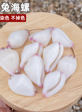 天然真海螺贝壳白兔海螺白玉兔螺宝螺鱼缸装饰微景观造景标本礼物