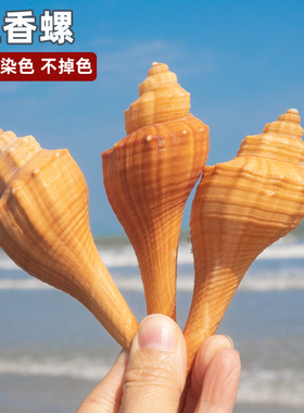 天然海螺贝壳长香螺鱼缸水族