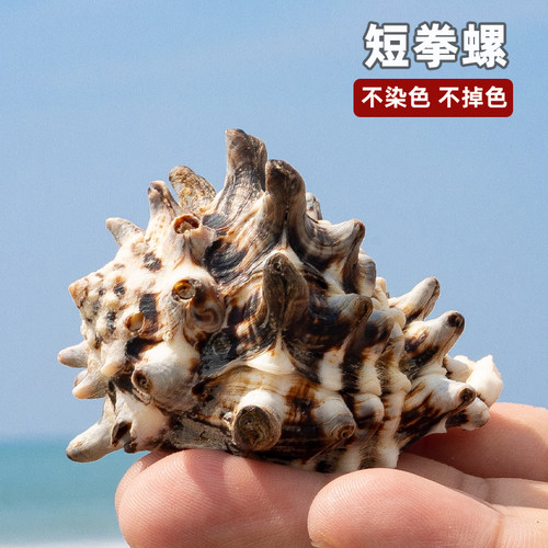 奶牛螺贝壳收藏鱼缸装饰造景