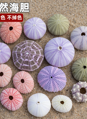 天然海胆壳贝壳海螺创意diy小夜灯地中海装饰空气凤梨多肉花盆