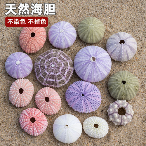 天然海胆壳贝壳海螺diy创意