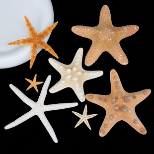 天然海螺贝壳馒头海星手指海星装饰摆件白色家居饰品拍摄道具