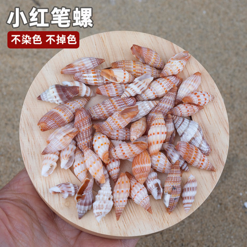 天然海螺贝壳小红笔螺鱼缸水族箱