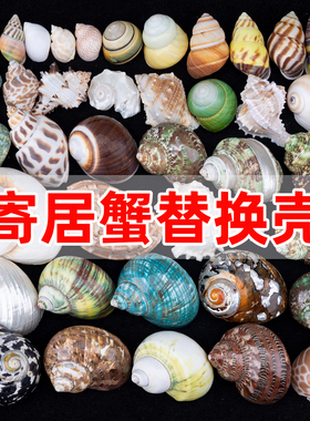 天然海螺贝壳寄居蟹替换壳鱼缸水族造景装饰品家居摆件收藏标本
