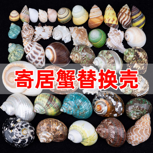 天然海螺贝壳寄居蟹替换壳