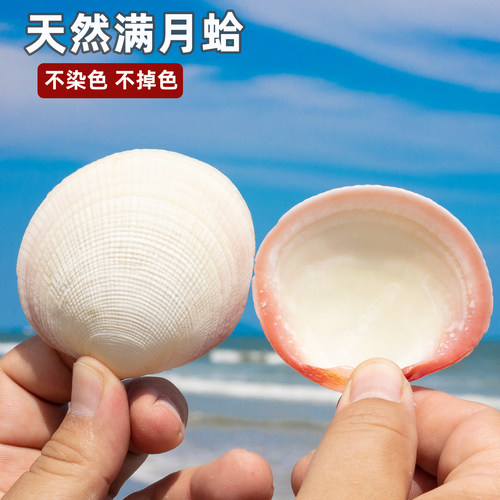 天然粉色满月蛤贝壳寄居蟹食盆
